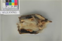 藏品(白頭翁)的圖片